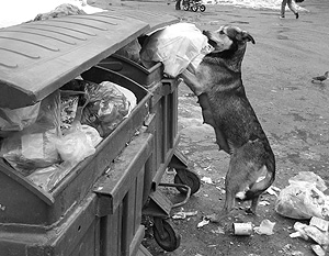 Валентина Лебедева: Бездомные животные – это черный бизнес