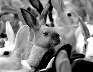 Шведские экологи протестуют против использования кроликов как топлива