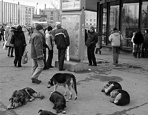 Бешеная собака покусала людей на юго-востоке Москвы