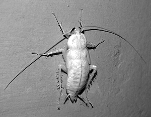Лужков: Под Большим театром живут белые тараканы