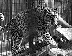 Леопарда можно дрессировать, но охотничьи инстинкты у него в крови