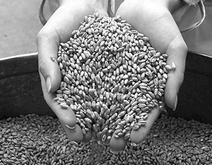 За последнюю неделю цена пшеницы третьего класса подорожала на 1,5 тыс. рублей и достигла 5,350 тыс. рублей за тонну