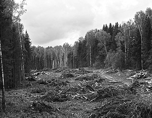 В Химкинском лесу в июле – августе уже была вырублена просека длиной 7,5 километра