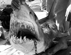 Пострадавшие российские туристы рассказали о нападениях акул