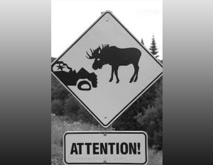 «Осторожно: лоси!» – в канадских лесах дикие животные опасны даже для автомобилей