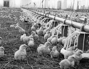 Часть цыплят сотрудники птицефабрики раздали жителям близлежащих деревень, остальных пришлось уничтожить