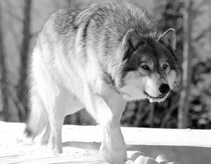 Япония закупит у России волков для борьбы с дикими животными