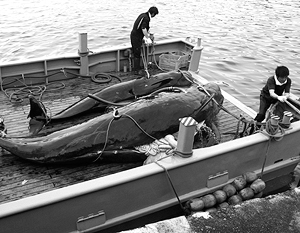 Китов спасли от Японии
