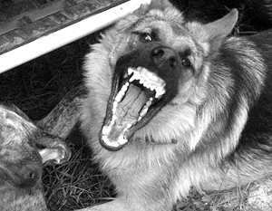 Бродячих псов предложено приравнять к «охотничьим ресурсам»