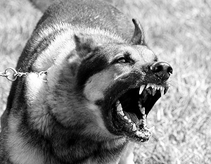 В Госдуме разрабатывается законопроект о запрете содержания бойцовых собак в многоквартирных домах