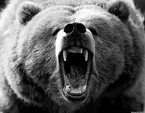 Медведь разорвал палатку и напал на женщину на Камчатке