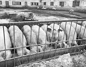 Опасное заболевание неожиданно пришло на частную свиноферму Белгородчины