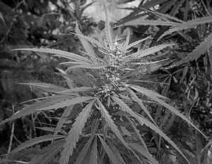 СМИ: Грузия может частично легализовать марихуану