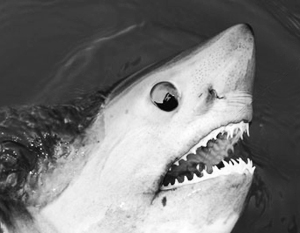 Пострадавший от нападения акулы в Приморье прооперирован