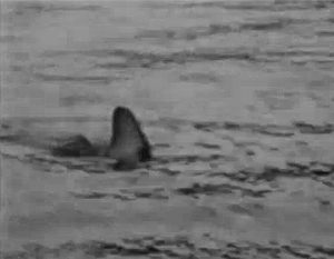 Ученые: На человека в Приморье напала белая акула