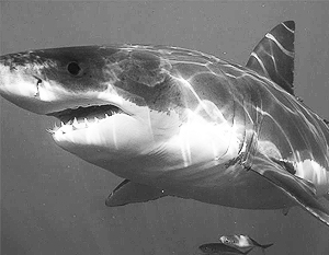 Белые акулы устроили у побережья Приморья роддом