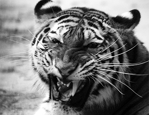 Ученые: Жители Приморья расправились с тигром Грязнулей