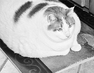 Умер самый толстый в мире кот Мяу