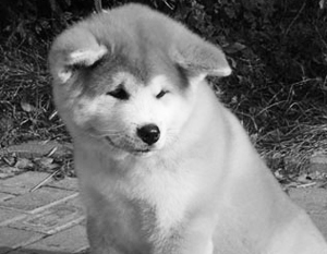 Япония подарит Путину щенка породы знаменитого Хатико