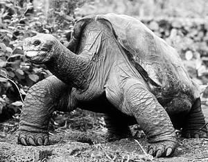 Умерла последняя галапагосская черепаха 