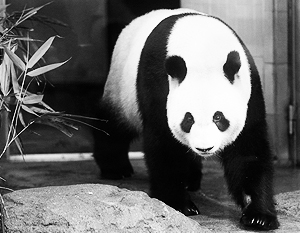 Китай и Япония поссорились из-за имени панды