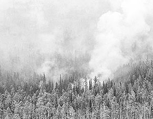 В Красноярском крае горит более 8000 гектаров леса 