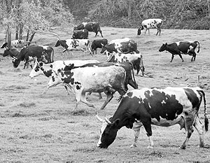 Из-за дороговизны кормов коров могут отправить на мясо