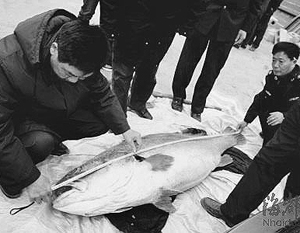Китаец поймал рыбу стоимостью в полмиллиона долларов