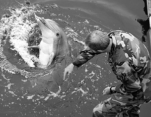 Украина возобновила подготовку боевых дельфинов