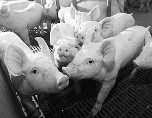 В Евросоюзе особенно недовольны отказом РФ снять запрет на импорт свиней из ЕС, введенный еще 20 марта
