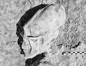 СМИ: На мексиканском кладбище найдены черепа «инопланетян»