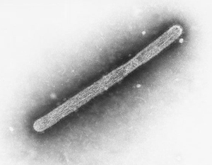 Ученые объявили об окончании моратория на исследования H5N1