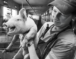 Современные породы свиней едят в два раза меньше и поросят приносят больше 