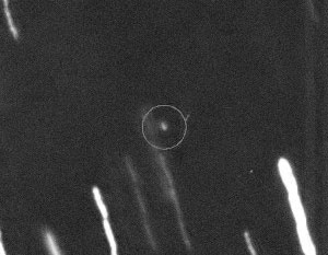 NASA: Астероид Апофис может угрожать Земле в 2068 году