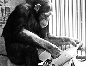 Защитники животных в США потребовали признать шимпанзе личностью