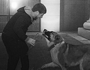 Пропавший пес Кадырова нашелся в Ингушетии