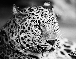 Китайский браконьер убил одного из последних амурских леопардов
