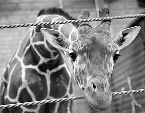 Сотрудники еще одного зоопарка решили умертвить жирафа 