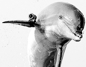 СМИ: Боевые дельфины России и США встретятся в Черном море