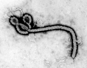 Из клиники в Либерии сбежали 29 больных лихорадкой Эбола