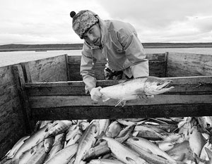 Рыбаки Сахалина критикуют запрет на вылов дрифтерными сетями лосося в особой экономической зоне РФ 