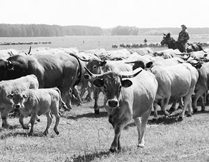 Численность коров в подсобном хозяйстве предлагают ограничить