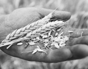 Новым перспективным рынком для российской пшеницы может стать Китай