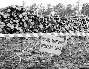 С принятием поправок уничтожение леса перестанет оставаться безнаказанным