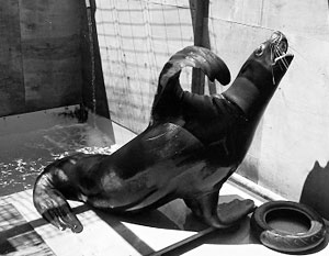 Морской львенок Старк стал не единственным погибшим питомцем Приморского океанариума