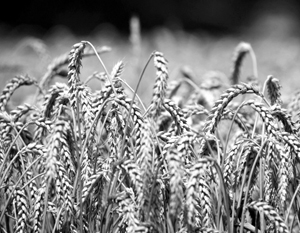 Россия способна стать лидером и по экспорту органической пшеницы