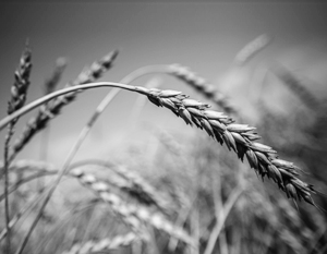 Россия справляется с экспортом пшеницы и без Китая
