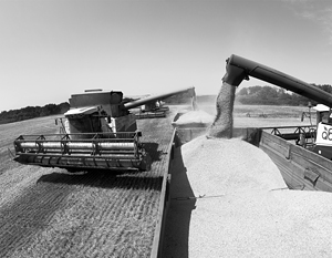Российская пшеница выигрывает жесткую конкуренцию с ЕС, США и Австралией