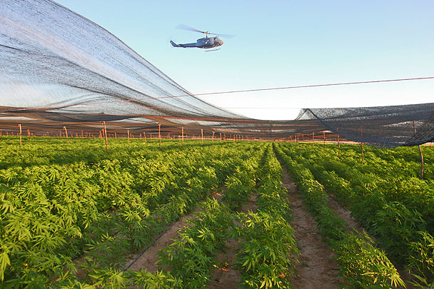 В мексике плантация конопли скачать браузер тор на виндовс 7 гидра