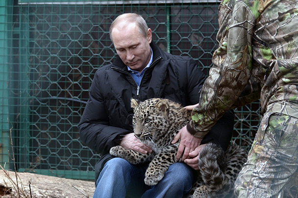Президент Путин посетил Центр разведения и реабилитации переднеазиатского леопарда, расположенный в Сочи. Путин побывал в клетке с леопардом и смог найти с хищником общий язык. Глава государства не первый раз успешно общается как с хищниками, так и с другими представителями животного мира